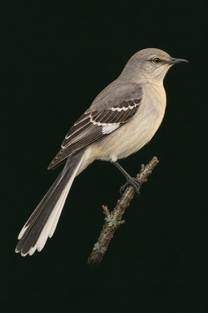A Northern Mockingbird perched on a twig against deep green