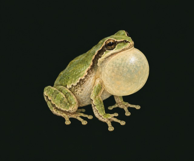 Pacific tree frog calling with its throat sac inflated
