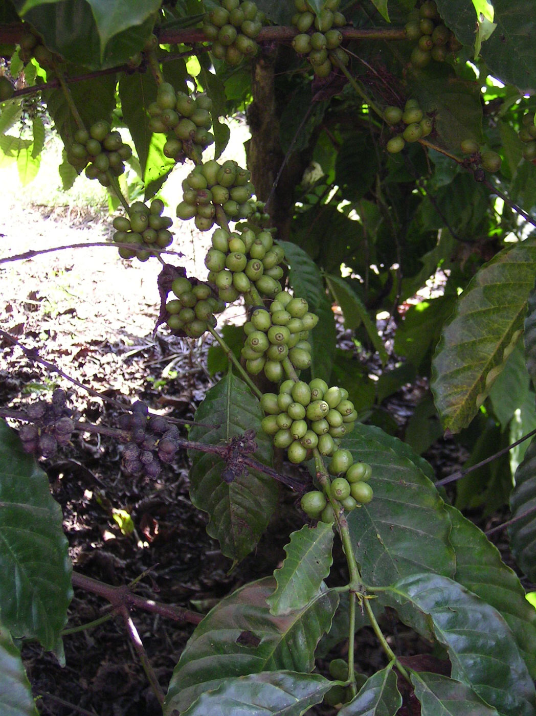 Red coffee cherries and green leaves on a coffee branch